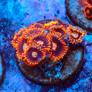 TC Zoanthus Tequila Sunrise