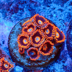 TC Zoanthus Tequila Sunrise