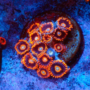 TC Zoanthus Tequila Sunrise