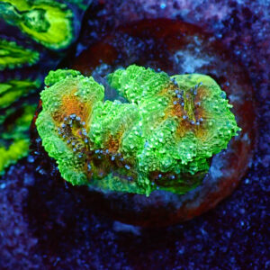 TC Symphillia Esqueje