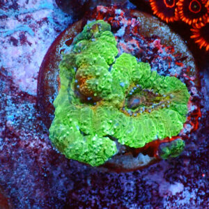 TC Symphillia Esqueje