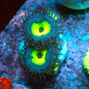 TC Zoanthus-Palythoa Mindblowing
