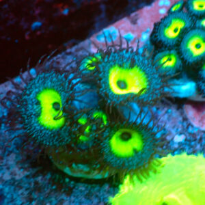 TC Zoanthus-Palythoa Mindblowing