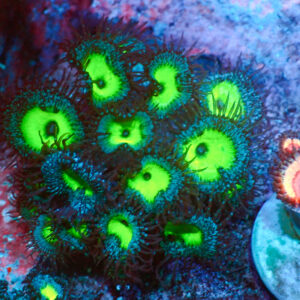 TC Zoanthus-Palythoa Mindblowing Colonia