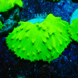 TC Sinularia dura Ultra Toxic Green