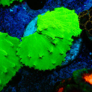 TC Sinularia dura Ultra Toxic Green