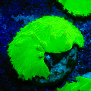 TC Sinularia dura Ultra Toxic Green