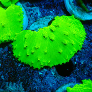 TC Sinularia dura Ultra Toxic Green