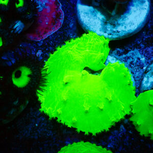 TC Sinularia dura Ultra Toxic Green