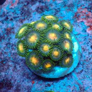 TC Zoanthus Gorilla Niples