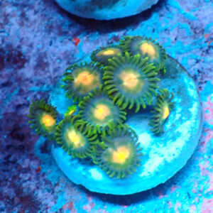 TC Zoanthus Gorilla Niples