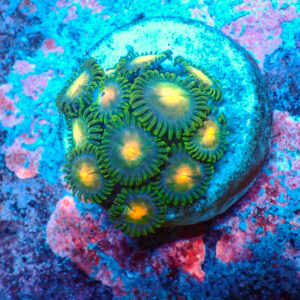TC Zoanthus Gorilla Niples