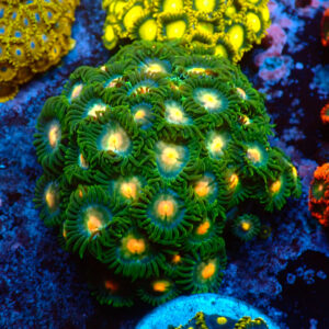 TC Zoanthus Gorilla Niples Colonia
