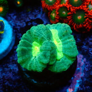 TC Caulastrea Bicolor