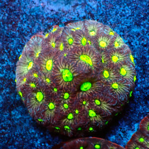 TC Favites Toxic Eyes Colonia