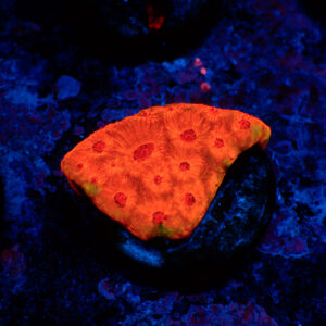 TC Favites Candy Corn