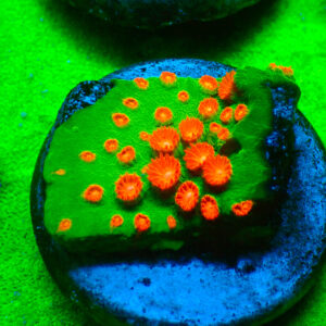 TC Cyphastrea Jingle Bells