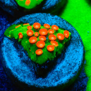 TC Cyphastrea Jingle Bells