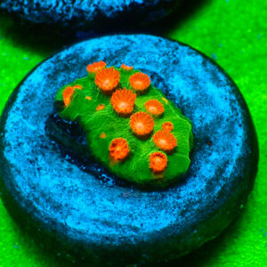 TC Cyphastrea Jingle Bells