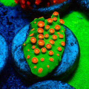 TC Cyphastrea Jingle Bells