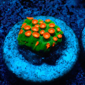 TC Cyphastrtea Jingle Bells