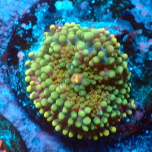 TC Ricordea yuma Multicolor