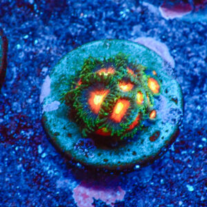 TC Zoanthus Dragon Ball Z