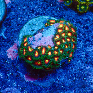 TC Zoanthus Dragon Ball Z
