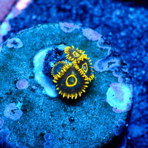 TC Zoanthus Purple Hornets