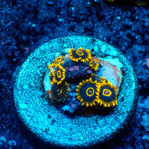 TC Zoanthus Purple Hornets