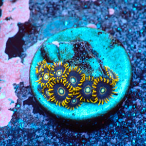 TC Zoanthus Blue Hornets