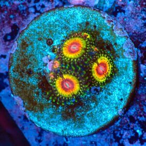 TC Zoanthus Rainbow Eclipse