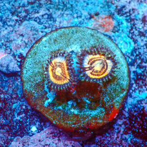 TC Zoanthus Petroglyph