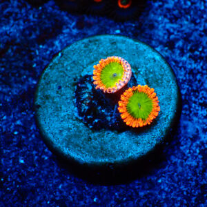 TC Zoanthus Electric Oompa Loompa