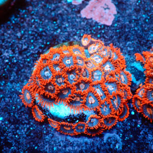 TC Zoanthus Super Mario