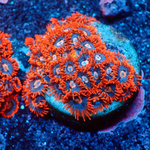 TC Zoanthus Super Mario