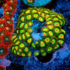 TC Zoanthus Rastas Colonia
