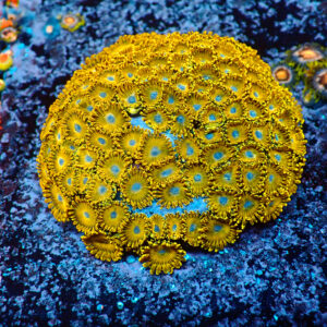 TC Zoanthus Gold Hornets Colonia