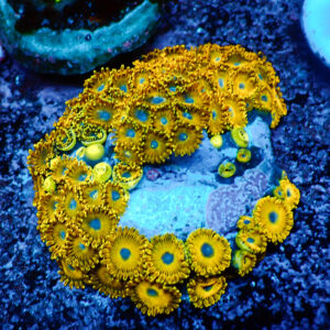 TC Zoanthus Gold Hornets Colonia