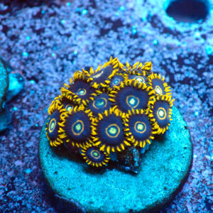 TC Zoanthus Blue Hornets