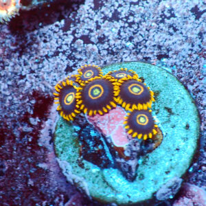 TC Zoanthus Blue Hornets