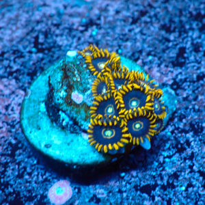 TC Zoanthus Blue Hornets