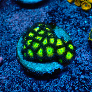 TC Zoanthus The Incredible Hulk