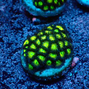 TC Zoanthus The Incredible Hulk