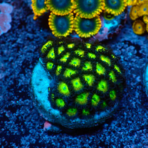 TC Zoanthus The Incredible Hulk