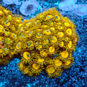 TC Zoanthus King Midas Colonia