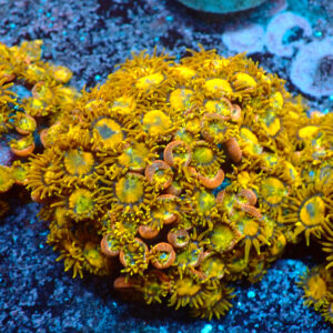 TC Zoanthus King Midas Colonia