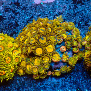 TC Zoanthus King Midas Colonia