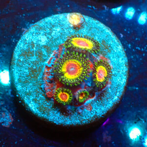 TC Zoanthus Rainbow Eclipse