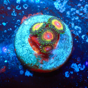 TC Zoanthus Rainbow Eclipse